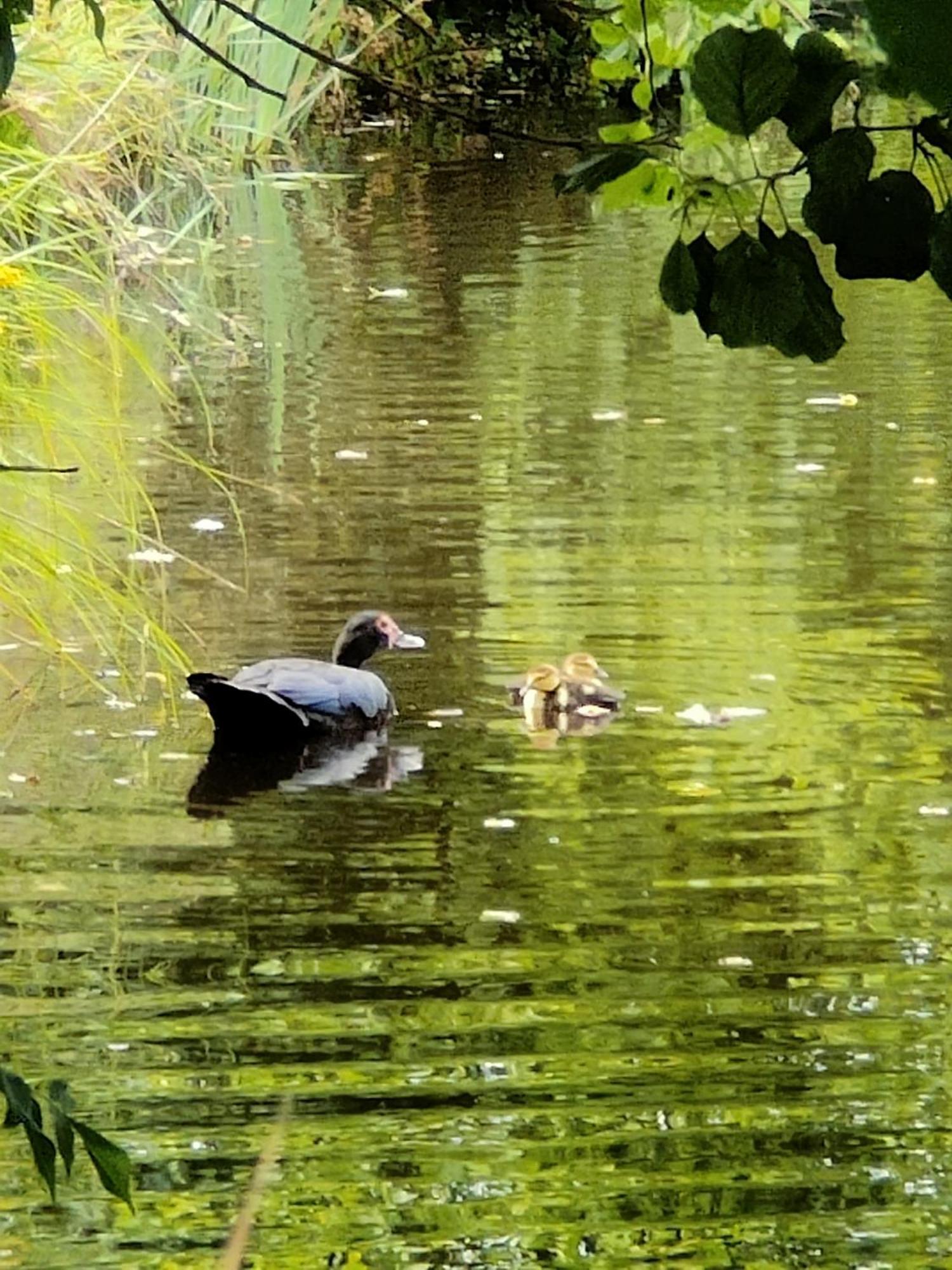 Gite De L Etang Du Planchon Balledent Eksteriør billede